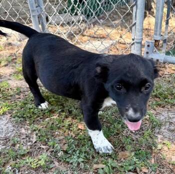Pit Bull Terrier and Dachshund Dogs Available for Adoption in Crescent City, Florida - Marilyn Monroe | PetCurious
