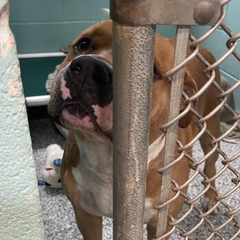 Mixed Breed Dogs Available for Adoption in Port Charlotte, Florida - Ace | PetCurious