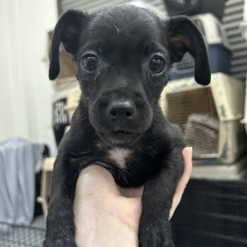 JUNEBUG -  Chihuahua Dog for Adoption in Richmond, California - JUNEBUG | PetCurious
