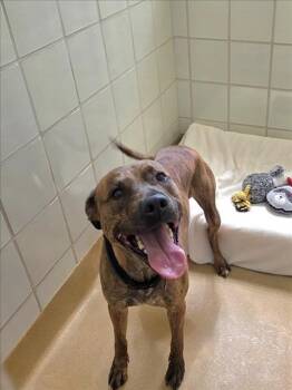 MANFRED -  Labrador Retriever and Mixed Breed Dog for Adoption in Derwood, Maryland - MANFRED | PetCurious