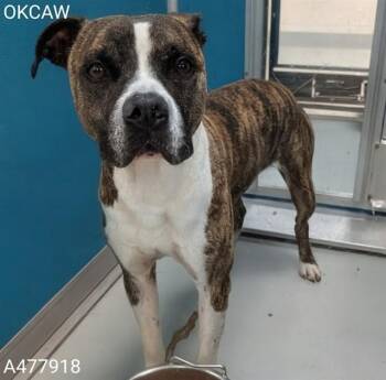 OLLIE -  Pit Bull Terrier and Mixed Breed Dog for Adoption in Oklahoma City, Oklahoma - OLLIE | PetCurious