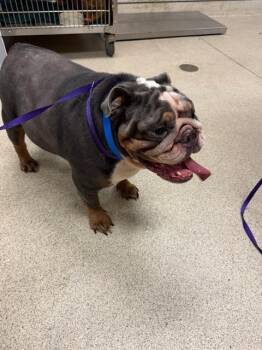 HUMPHREY -  English Bulldog and Mixed Breed Dog for Adoption in Riverside, California - HUMPHREY | PetCurious