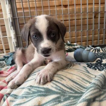 Logan -  Australian Cattle Dog Blue Heeler and Border Collie Dog for Adoption in Minneapolis, Minnesota - Logan | PetCurious