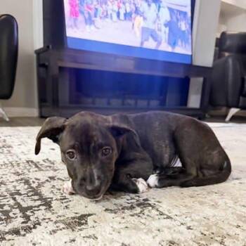 Patches -  American Staffordshire Terrier and Mixed Breed Dog for Adoption in Atlanta, Georgia - Patches | PetCurious