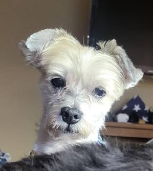 Rescue Poodle Dogs for Adoption in Westland, Michigan - Bently | PetCurious