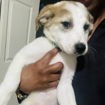 American Staffordshire Terrier and Great Pyrenees Dogs Available for Adoption - Trombone | PetCurious