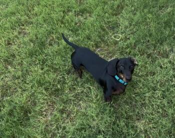 Koda -  Miniature Dachshund Dog for Adoption in Lakewood Village, Texas - Koda | PetCurious