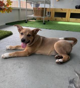 Shepherd Dogs Available for Adoption in Tallahassee, Florida - Luna | PetCurious