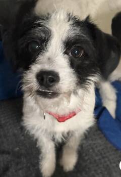 Terrier Dogs Available for Adoption - Georgia Peach | PetCurious