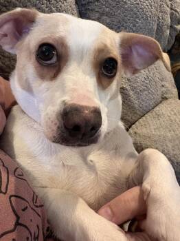 Mixed Breed Dogs Available for Adoption in Lansing, Michigan - Abbie (26-087 D) | PetCurious