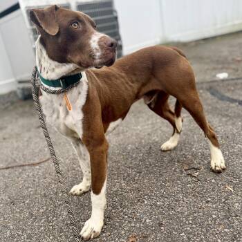 Mixed Breed Dogs Available for Adoption in Cranston, Rhode Island - WELLS | PetCurious
