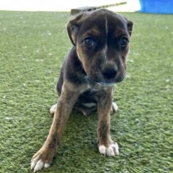 Mixed Breed Dogs Available for Adoption in New York, New York - Vegas (p) | PetCurious