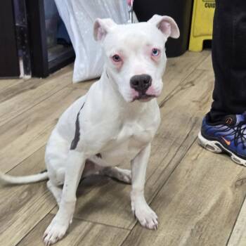 Boxer and Pit Bull Terrier Dogs Available for Adoption - Rapunzel | PetCurious