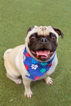 Tanka -  Pug Dog for Adoption in Gardena, California - Tanka | PetCurious