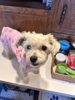 Maltipoo Dogs Available for Adoption in Aurora, Nebraska - Lola | PetCurious