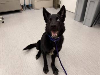 ZOOMIS -  Siberian Husky and Mixed Breed Dog for Adoption in Colorado Springs, Colorado - ZOOMIS | PetCurious