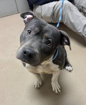 Mixed Breed Dogs Available for Adoption - Cosita | PetCurious