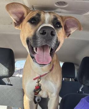 Rescue Pit Bull Terrier Dogs for Adoption in Indianapolis, Indiana - Arnold | PetCurious