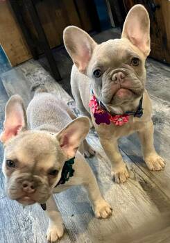 French Bulldog Dogs Available for Adoption - Belle | PetCurious