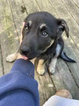 German Shepherd Dog and Husky Dogs Available for Adoption in Toronto, Ontario - Bean | PetCurious