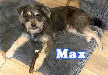Rescue Schnauzer and Shih Tzu Dogs for Adoption in Carrollton, Texas - Max | PetCurious