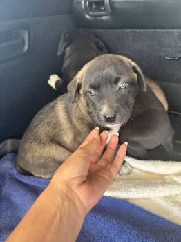 Dutch Shepherd Dogs Available for Adoption in Plano, Texas - Sable | PetCurious