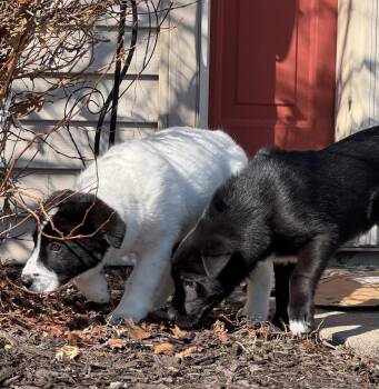 Black Labrador Retriever and Great Pyrenees Dogs Available for Adoption - Bo | PetCurious