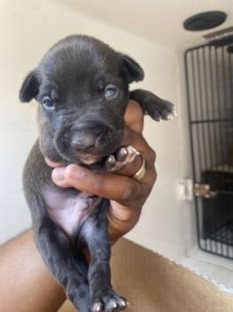 Rescue Pit Bull Terrier and Mixed Breed Dogs for Adoption in New Orleans, Louisiana - Cuppa | PetCurious