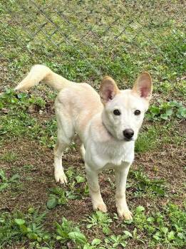 Cloud -  Labrador Retriever Dog for Adoption in Lexington, Kentucky - Cloud | PetCurious