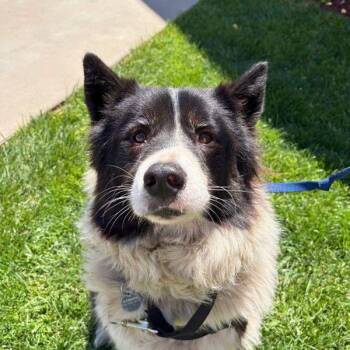 Bandit -  Border Collie Dog for Adoption in Walnut Creek, California - Bandit | PetCurious