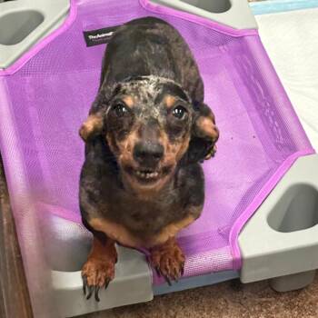 Dachshund Dogs Available for Adoption in Tulsa, Oklahoma - Jason | PetCurious