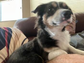 Chihuahua and Dachshund Dogs Available for Adoption - Mr Shilo | PetCurious