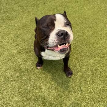 Brick -  Mixed Breed Dog for Adoption in Titusville, Florida - Brick | PetCurious