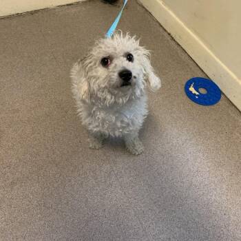 Sassy -  Maltese Dog for Adoption in Pasadena, California - Sassy | PetCurious