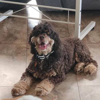 Bailey -  Cocker Spaniel Dog for Adoption in Tunkhannock, Pennsylvania - Bailey | PetCurious