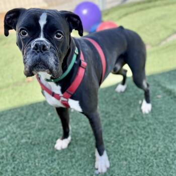 Boxer Dogs Available for Adoption in Fullerton, Pennsylvania - Thor | PetCurious