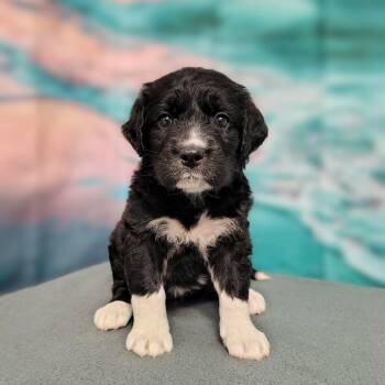 Naya -  Great Pyrenees and Labrador Retriever Dog for Adoption in Griswold, Connecticut - Naya | PetCurious