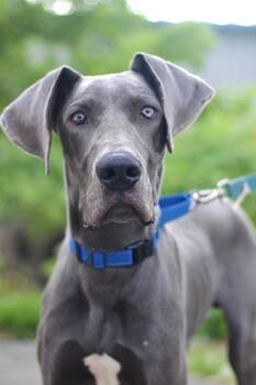 Mareneau in NH. Come Meet our Adoptable Dogs Wednesday-Saturday. -  Great Dane Dog for Adoption in Manchester, New Hampshire - Mareneau In NH. Come Meet Our Adoptable Dogs Wednesday-Saturday. | PetCurious