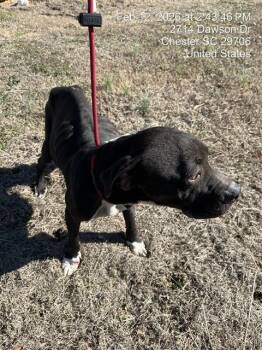 Labrador Retriever and American Staffordshire Terrier Dogs Available for Adoption - MI