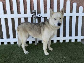 Siberian Husky and Mixed Breed Dogs Available for Adoption in Modesto, California - A609319 | PetCurious