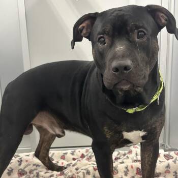 Smoke -  Mixed Breed Dog for Adoption in Mentor, Ohio - Smoke | PetCurious