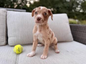 Leaf -  Australian Shepherd and Mixed Breed Dog for Adoption in Lindenhurst, New York - Leaf | PetCurious