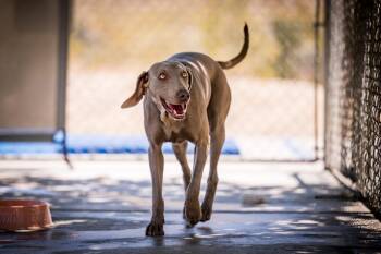 Weimaraner Dogs Available for Adoption in Twentynine Palms, California - Canela | PetCurious