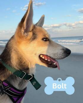 Rescue Husky Dogs for Adoption in Myrtle Beach, South Carolina - Bolt | PetCurious