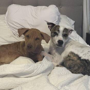 Labrador Retriever Dogs Available for Adoption - Ocean | PetCurious