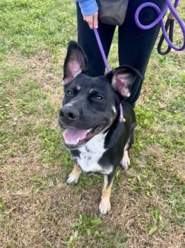Rescue Mixed Breed Dogs for Adoption in Fallston, Maryland - Bails | PetCurious