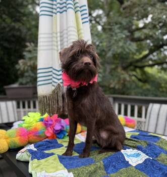 Kelly 16 lbs 3 years -  Labradoodle Dog for Adoption - Kelly 16 Lbs 3 Years | PetCurious