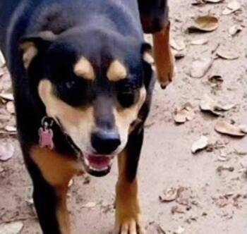 Henry -  Manchester Terrier and Shepherd Dog for Adoption in Inez, Texas - Henry | PetCurious