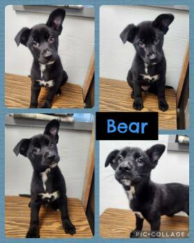 Labrador Retriever Dogs Available for Adoption - Bear | PetCurious