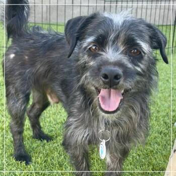 Terrier Dogs Available for Adoption in Chandler, Arizona - Toto | PetCurious